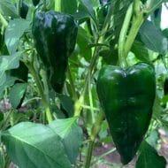 Poblano – Image 2