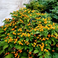 Aji Charapita – Image 4