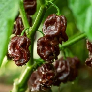 Habanero Chocolat – Image 2
