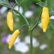 Lemon Drop – Image 3