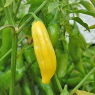 Lemon Drop – Image 2