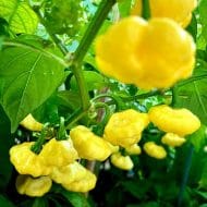 KS Lemon Starrburst – Image 2
