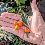 Costa Rica Orange