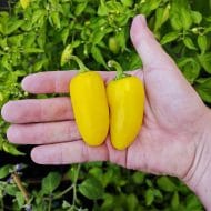 Jalapeno Lemon Spice
