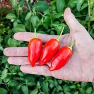 Inca Berry XL