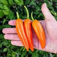 Bulgarian Carrot