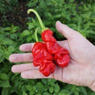 Peter Pepper