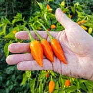 Baumchili Orange