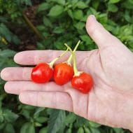 Inca Berry