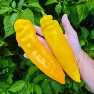 Corno di Toro Jaune
