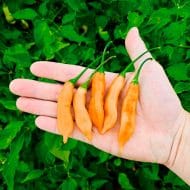 Aji Melocoton