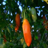 Aji Amarillo – Image 2