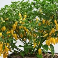 Aji Pineapple – Image 3