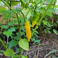 Aji Pineapple – Image 2