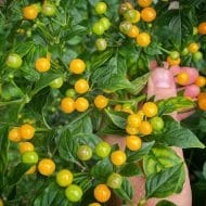 Aji Charapita – Image 3