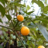 Aji Charapita – Image 2