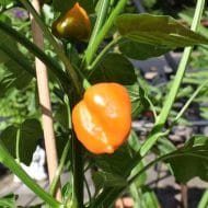 Aji Mango Stumpy – Image 2