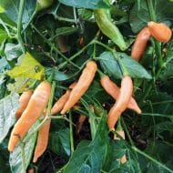 Aji Melocoton – Image 2