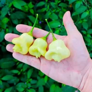 Aji White Fantasy