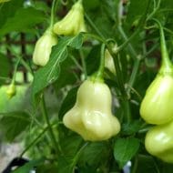 Aji White Fantasy – Image 2