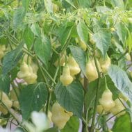 Aji White Fantasy – Image 3