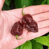Apocalypse Scorpion Chocolat