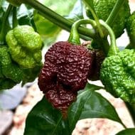 Apocalypse Scorpion Chocolat – Image 2