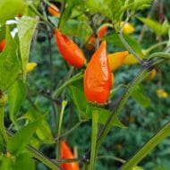 Baumchili Orange – Image 2