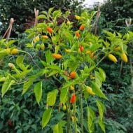 Baumchili Orange – Image 3