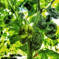 Big Mustard Mama – Image 2
