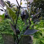 Biquinho Noir – Image 3