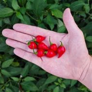Biquinho Rouge