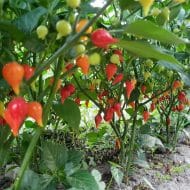 Biquinho Rouge – Image 3