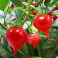 Biquinho Rouge – Image 2