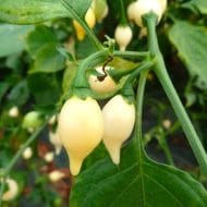 Biquinho Blanc – Image 2