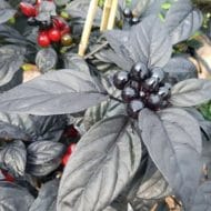 Black Pearl – Image 2