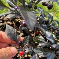 Black Pearl – Image 3