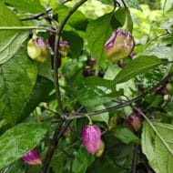 M.A.M.P. Purple BerryGum – Image 3