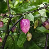 M.A.M.P. Purple BerryGum – Image 2