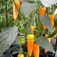 Bulgarian Carrot – Image 2