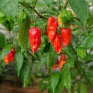 Bhut Jolokia – Image 2