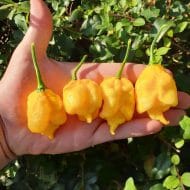 Carolina Reaper Jaune