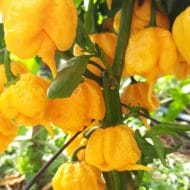 Carolina Reaper Jaune – Image 2