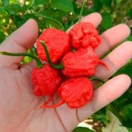 Carolina Reaper Rouge