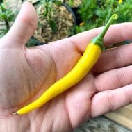 Cayenne Golden