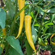Cayenne Golden – Image 2