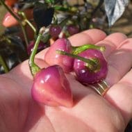 Cheiro Roxa