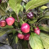 Cheiro Roxa – Image 2