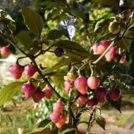 Cheiro Roxa – Image 3