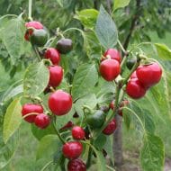 Cherry Bomb – Image 2